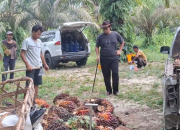Harga Sawit Riau Naik Lagi, TBS Petani Tembus Rp3.682/Kg Periode 11-17 Maret 2026