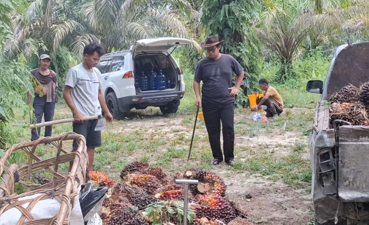 Harga Sawit Riau Naik Lagi, TBS Petani Tembus Rp3.682Kg Periode 11–17 Maret 2026