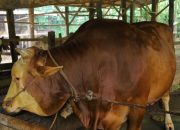 Sapi Kurban Bantuan Presiden untuk Pekanbaru Capai 907 Kg, DPKH Riau Lakukan Uji Kesehatan