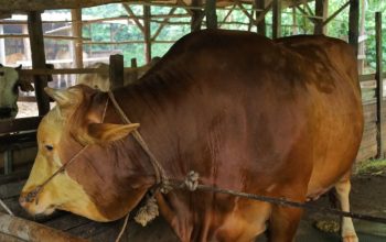 Sapi Kurban Bantuan Presiden untuk Pekanbaru Capai 907 Kg, DPKH Riau Lakukan Uji Kesehatan