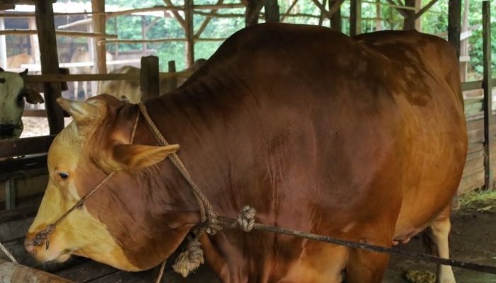 Sapi Kurban Bantuan Presiden untuk Pekanbaru Capai 907 Kg, DPKH Riau Lakukan Uji Kesehatan