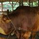 Sapi Kurban Bantuan Presiden untuk Pekanbaru Capai 907 Kg