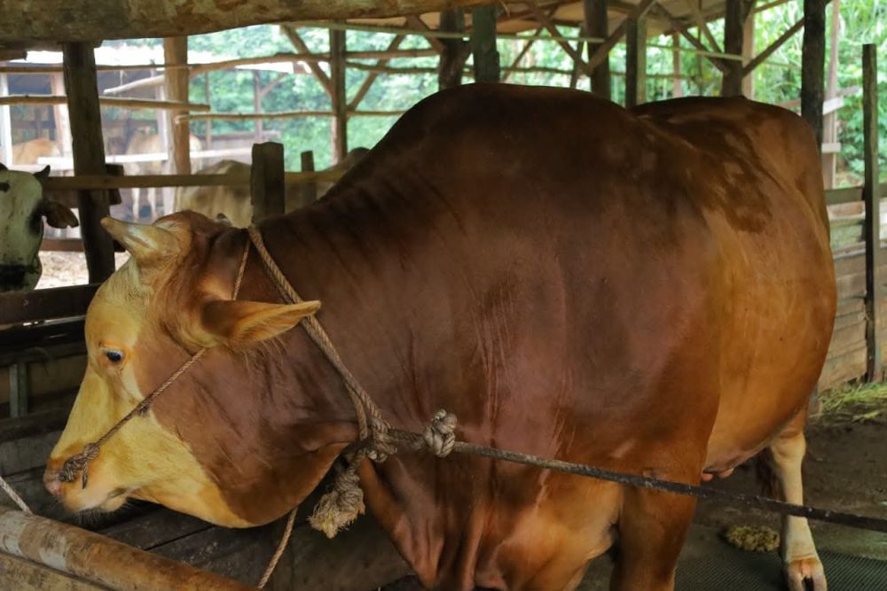 Sapi Kurban Bantuan Presiden untuk Pekanbaru Capai 907 Kg
