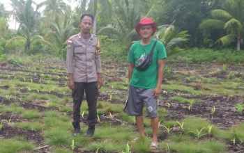 Ketahanan Pangan Terancam Kemarau, Bhabinkamtibmas Desa Sonde Turun Dampingi Petani Jagung