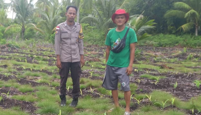 Ketahanan Pangan Terancam Kemarau, Bhabinkamtibmas Desa Sonde Turun Dampingi Petani Jagung