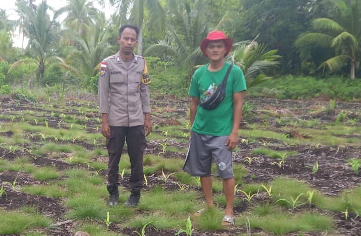 Ketahanan Pangan Terancam Kemarau, Bhabinkamtibmas Desa Sonde Turun Dampingi Petani Jagung