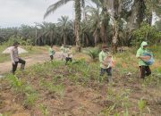 Polres Bengkalis Pastikan Perawatan Jagung Pipil Berjalan Optimal di Mandau