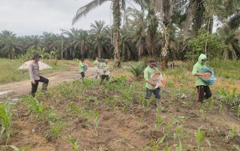 Polres Bengkalis Pastikan Perawatan Jagung Pipil Berjalan Optimal di Mandau