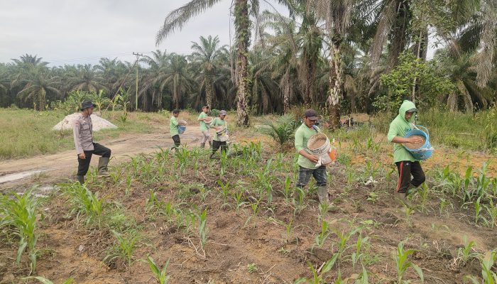 Polres Bengkalis Pastikan Perawatan Jagung Pipil Berjalan Optimal di Mandau