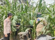 Jagung Pipil Tumbuh Subur di Mandau, Polres Bengkalis Perkuat Swasembada Pangan