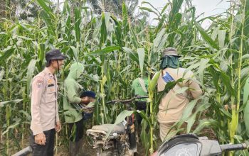 Jagung Pipil Tumbuh Subur di Mandau, Polres Bengkalis Perkuat Swasembada Pangan