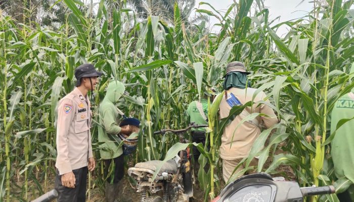 Jagung Pipil Tumbuh Subur di Mandau, Polres Bengkalis Perkuat Swasembada Pangan