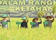 Panen Raya Bengkalis Perkuat Ketahanan Pangan, DPRD Siap Kawal Program Petani