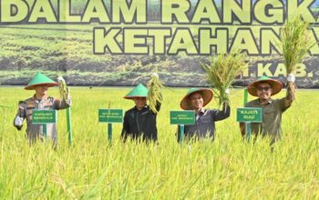 Panen Raya Bengkalis Perkuat Ketahanan Pangan, DPRD Siap Kawal Program Petani