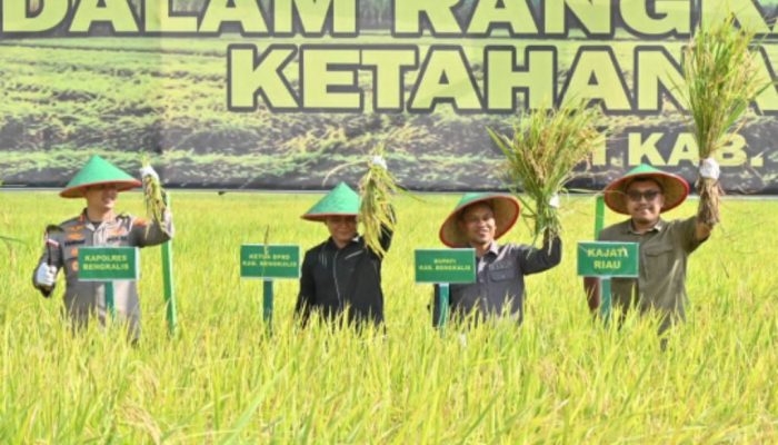 Panen Raya Bengkalis Perkuat Ketahanan Pangan, DPRD Siap Kawal Program Petani